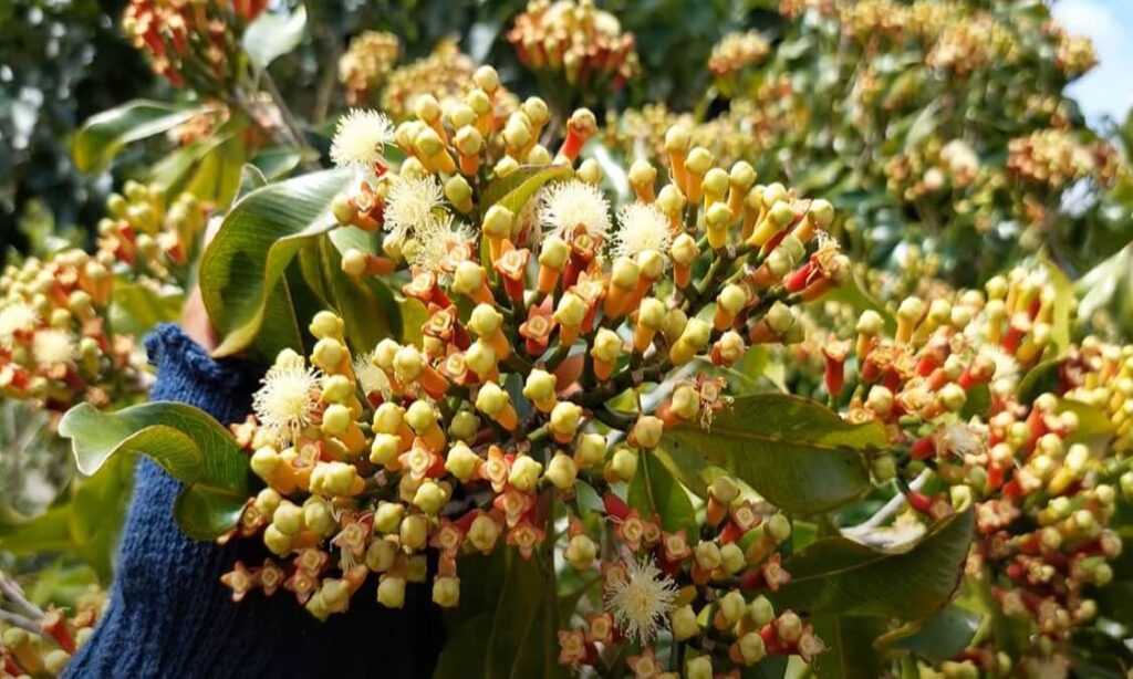 produk alam Indonesia dan cengkeh berkualitas tinggi dan pertanian berkelanjutan