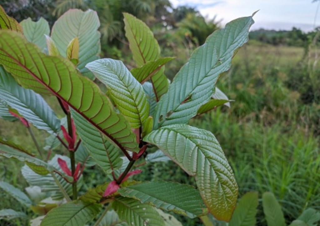 kratom berkualitas and pengolahan kratom and kratom organik